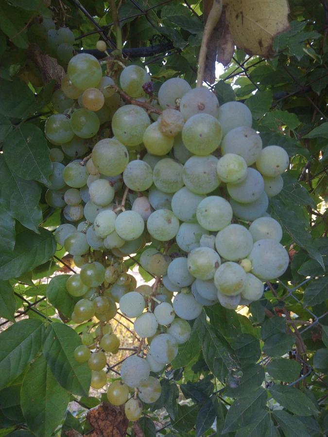 Loft Los Cerezos En Vistalba, Zona De Vinedos Y Bodegas Лухан-де-Куйо Экстерьер фото